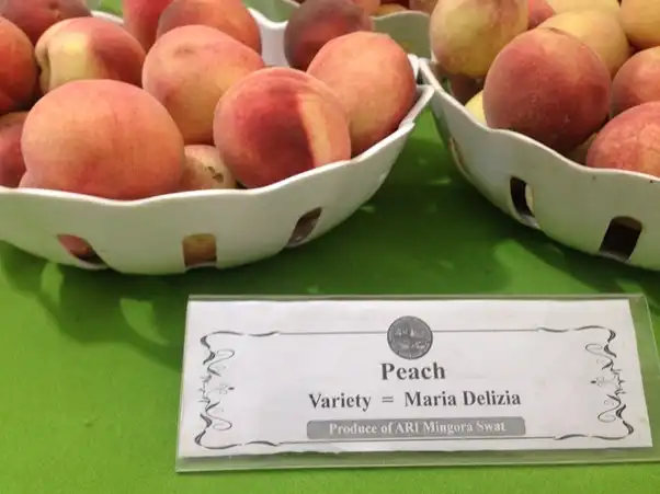 Peach Orchards Farmers Meeting: Strategies for Higher Yield and Quality 4 2