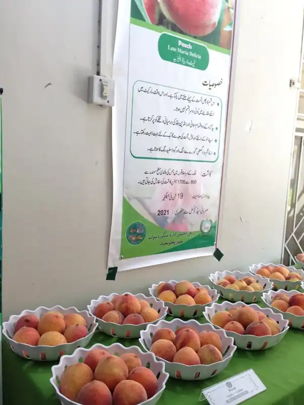 Peach Orchards Farmers Meeting: Strategies for Higher Yield and Quality 6 2