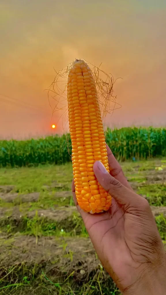 Trichoderma harzianum: Solution for Maize Crop Yield and Disease Prevention 666666