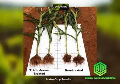 Trichoderma harzianum: Solution for Maize Crop Yield and Disease Prevention Trichoderma harzianum