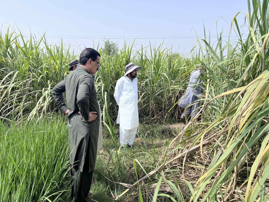 Phase III Commercial Adoption Meeting & Field Validation; Kashmir Sugar Mills Limited, Shorkot IMG 5165